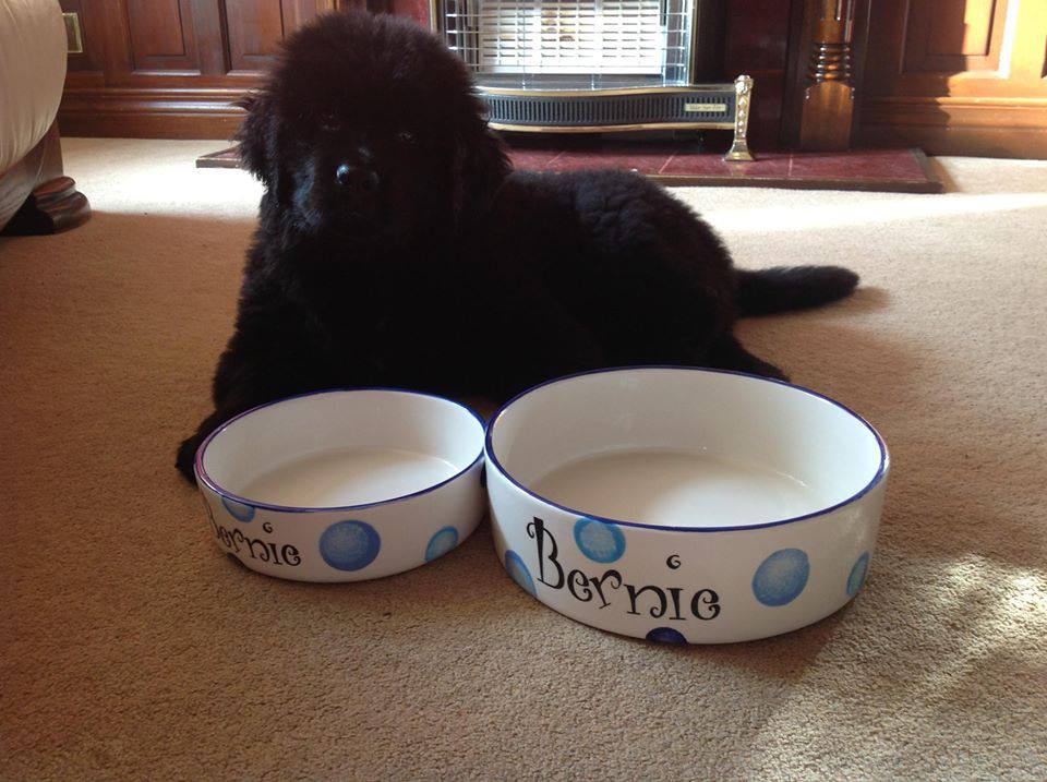 Personalised Straight sided Spotty design 2 bowl set