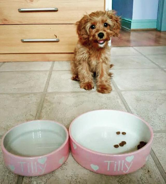 Personalised Straight sided Polka design 2 bowl set