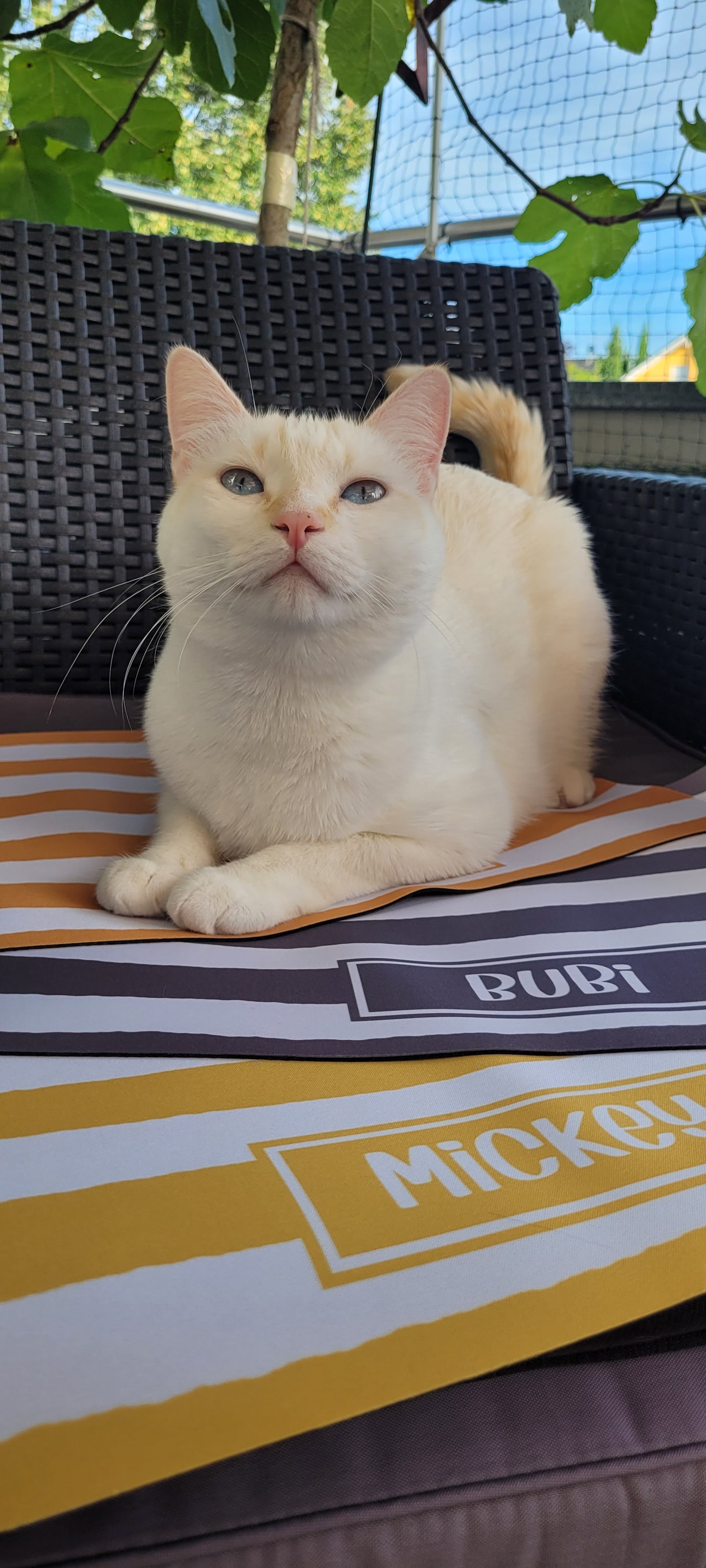 Personalised Pet Bowl Mat Stripey Design