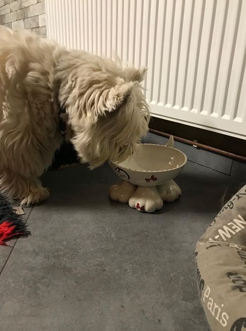 Personalised Dog Leg Bowl Whimsical Design