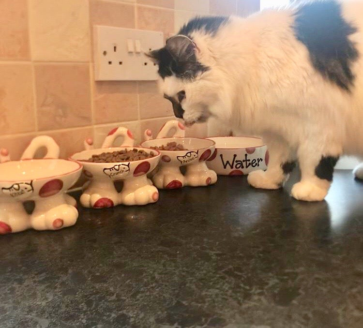 Personalised Cat Leg Bowl Spotty Design