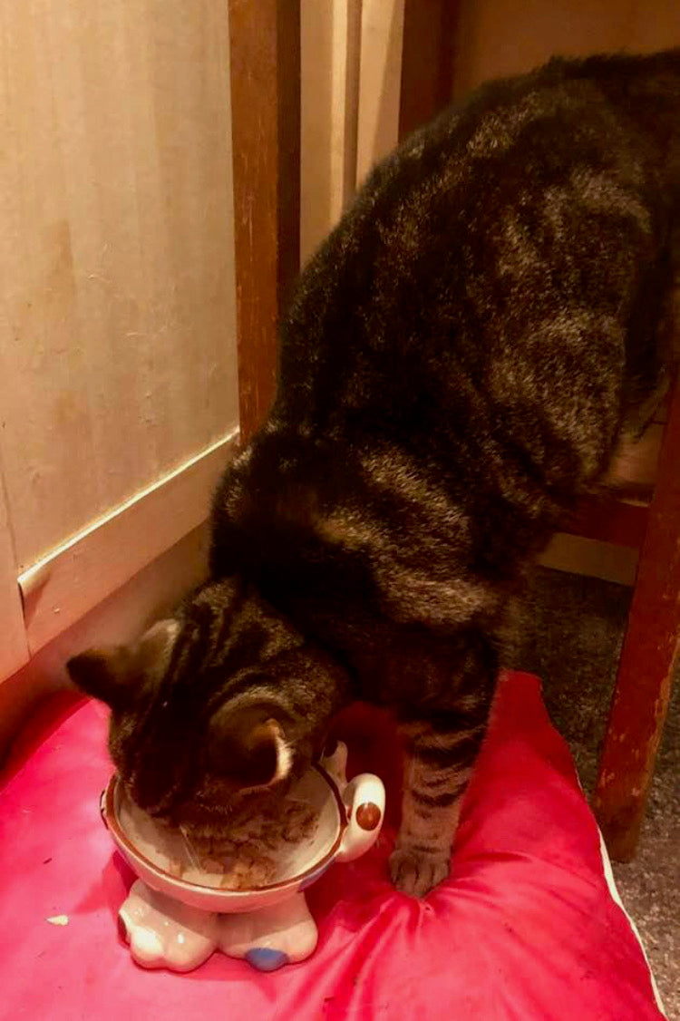 Personalised Cat Leg Bowl Spotty Design
