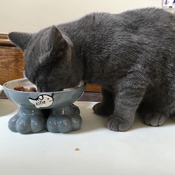 Personalised Cat Leg Bowl Likeness Design