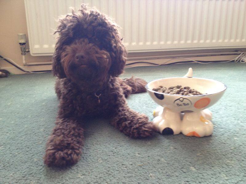 Personalised Dog Leg Bowl Spotty Design