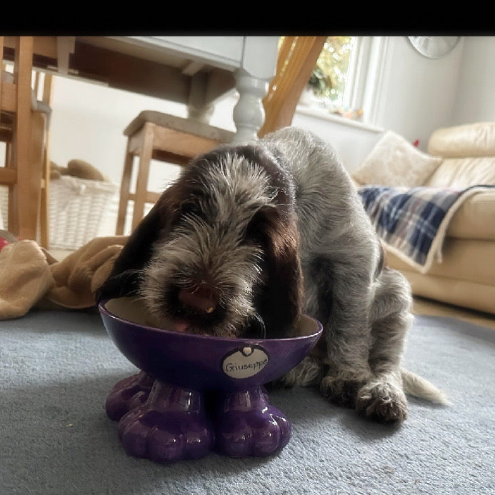 Personalised Dog Leg Bowl Flat Colour Design
