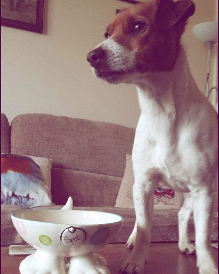 Personalised Dog Leg Bowl Spotty Design