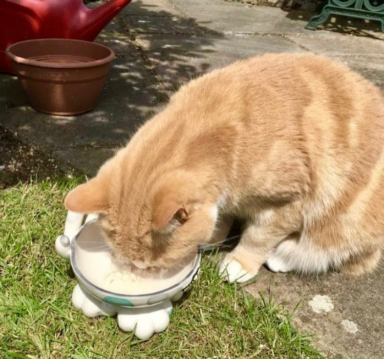Personalised Cat Leg Bowl Spotty Design