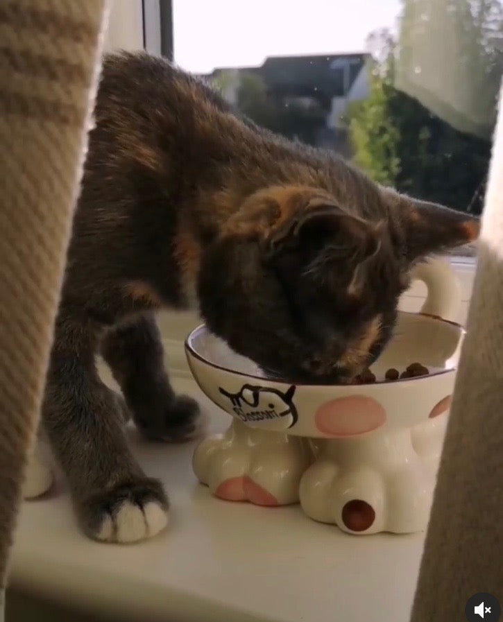 Personalised Cat Leg Bowl Spotty Design