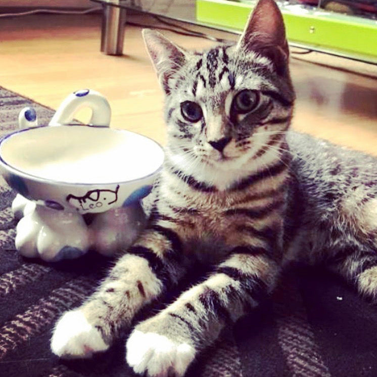 Personalised Cat Leg Bowl Spotty Design
