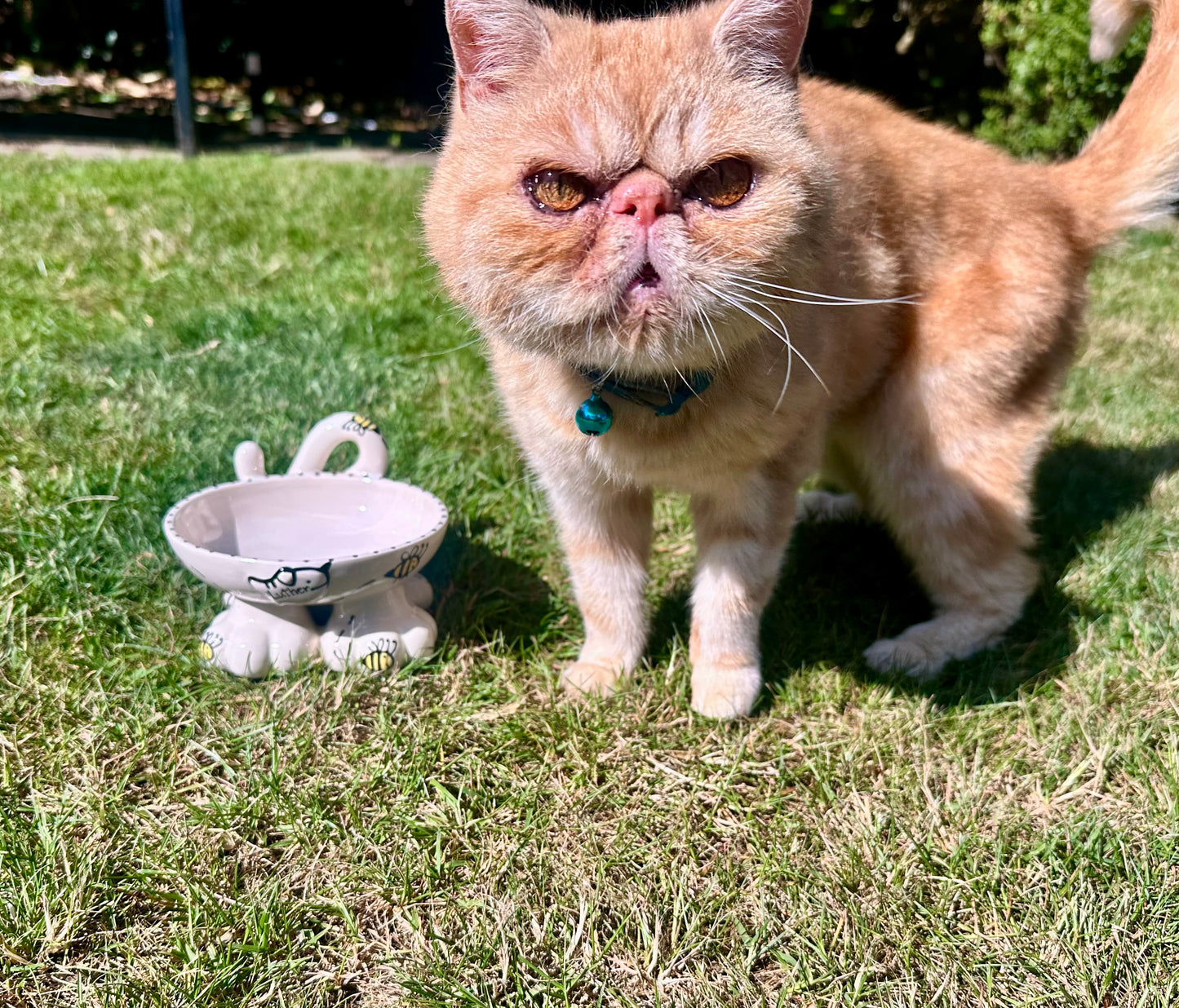 Personalised Cat Leg Bowl Bee Design