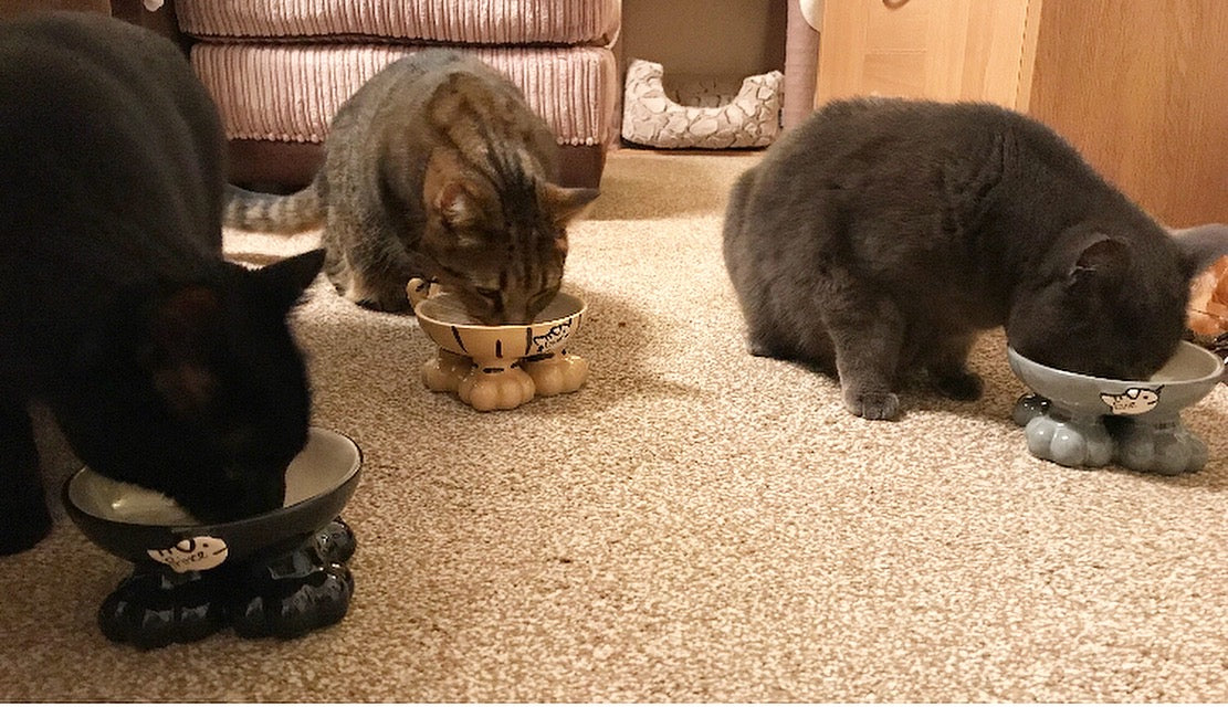 Personalised Cat Leg Bowl Likeness Design