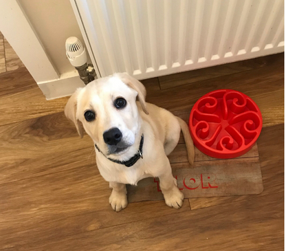Personalised Pet Bowl Mat Wood Effect Design