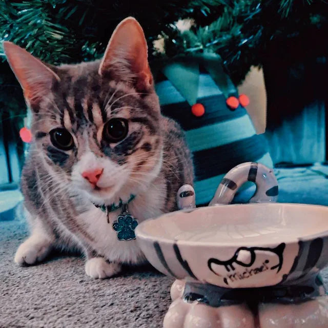 Personalised Cat Leg Bowl Likeness Design
